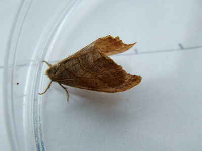 Scalloped Hooktip